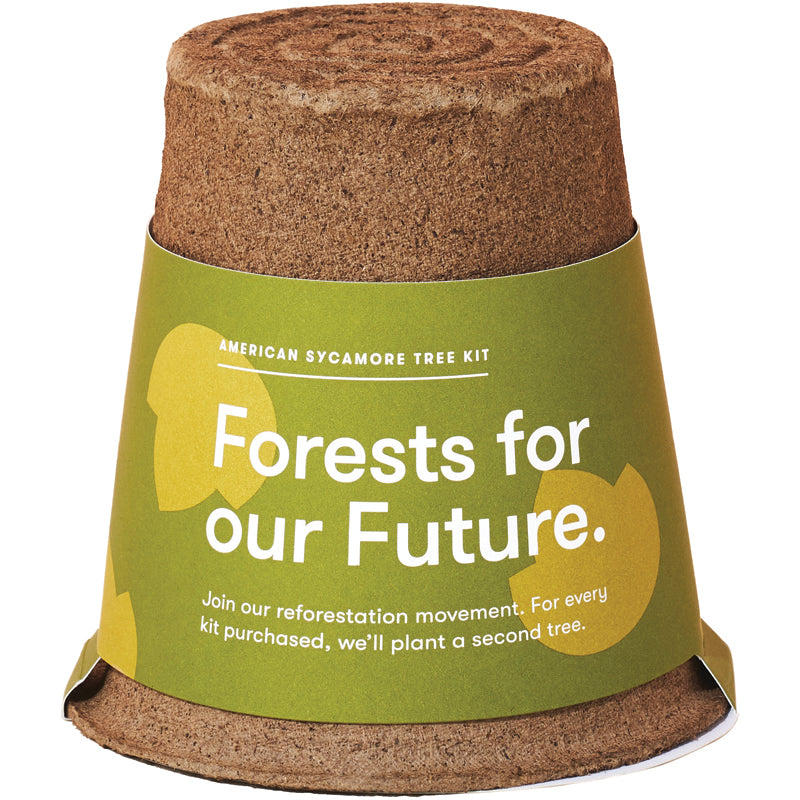 09-modern-sprout-tree-kit-american-sycamore-1-1_4c76f9e3-3f8c-45f0-8b58-3323b8e41da3_800x