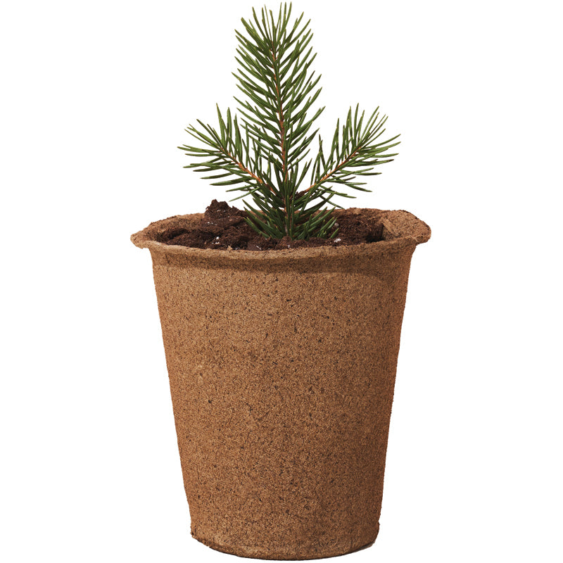 09-modern-sprout-tree-kit-spruce-2_d6599f88-d6fa-4726-8188-20f57ba6a08e_800x